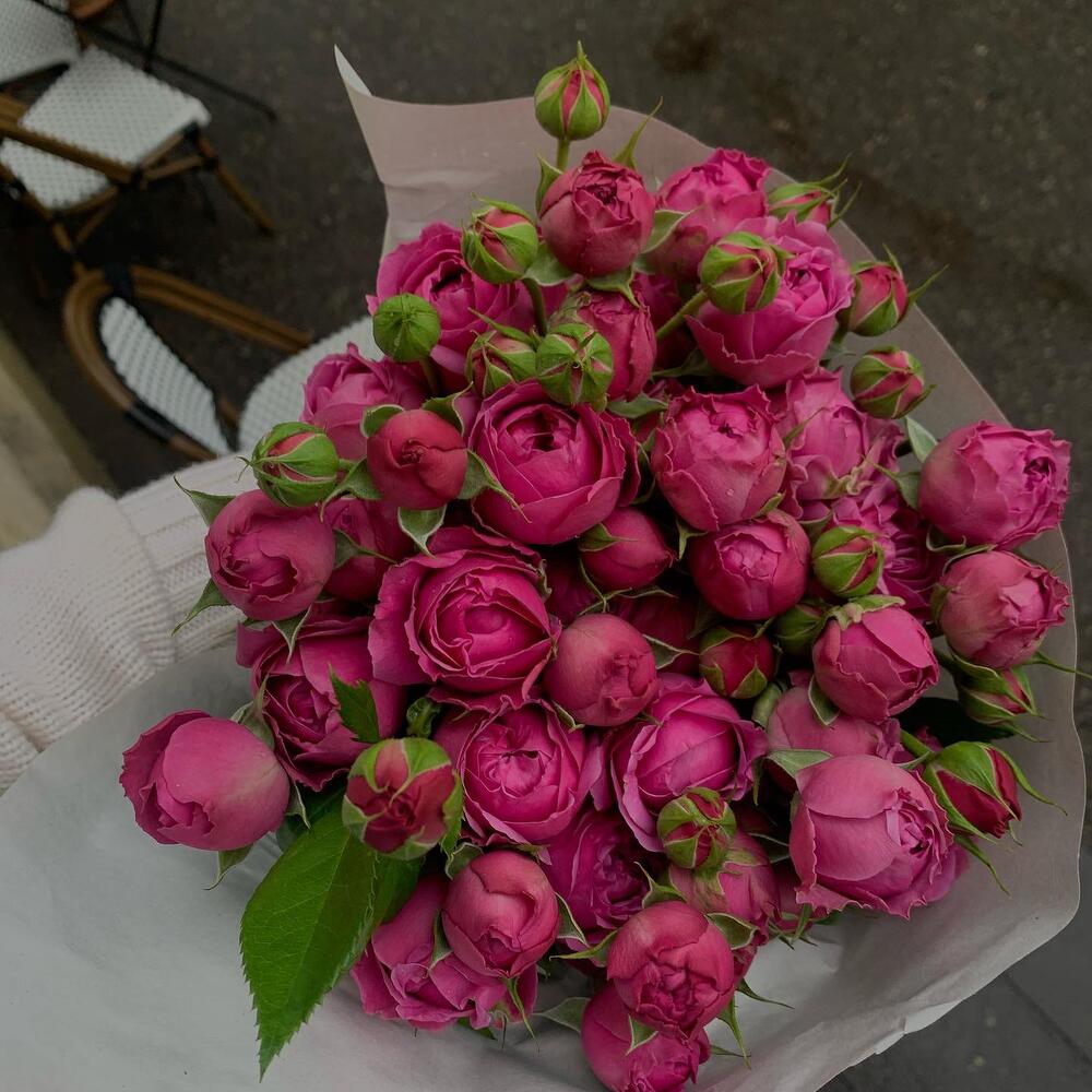 Peony Roses